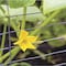 Garden Zone Garden Craft 28 in. H X 50 ft. L Galvanized Steel Welded Wire Fence 342850 - alternate 5